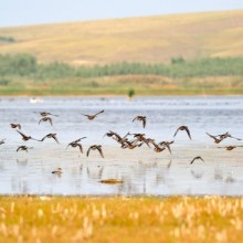 Acquatici nel Padule di Fucecchio